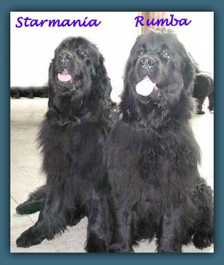 photo rumba et starmania