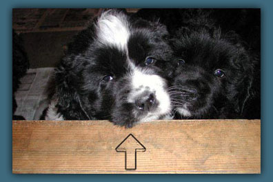 photo 1 regliss´mint